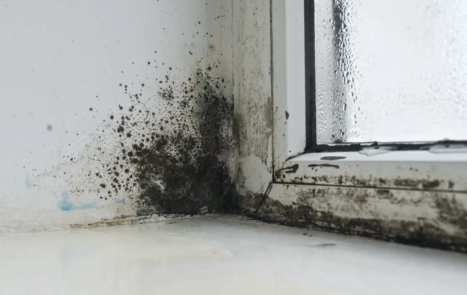 Mold growing on a damp, condensation-covered surface, the same moisture process that grows mold in humid Lowcountry HVAC ducts