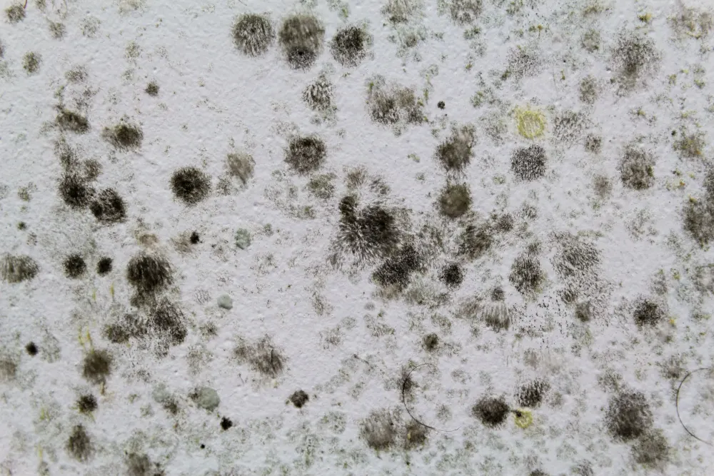 Black mold growth on an interior wall surface