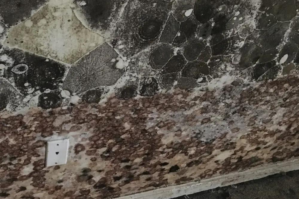 A close-up of heavy mold growth on an interior wall at a Bactronix job, running down past a light switch plate to the baseboard